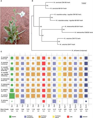 Potential of Herbariomics for Studying Repetitive DNA in Angiosperms